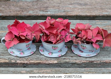 Three toy duck egg blue tin cup and saucers on weathered wooden bench, with autumn faded pink hydrangea flowers, shabby chic, vintage image
