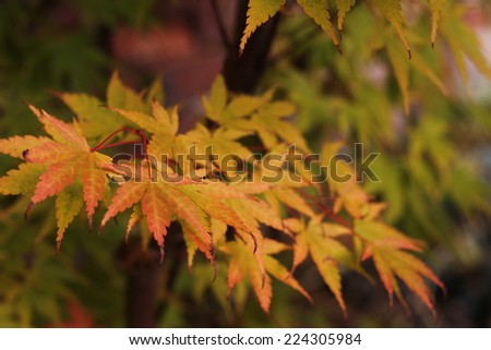 Japanese maple tree with autumn yellow leaves  , a fall image with shallow depth of field