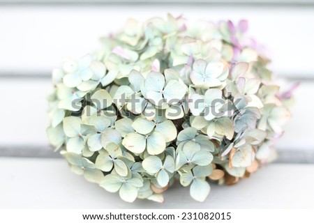 Lilac and green autumn hydrangea on a green wooden  background, pretty pastel flower shabby chic image with shallow depth of field and very light  exposure