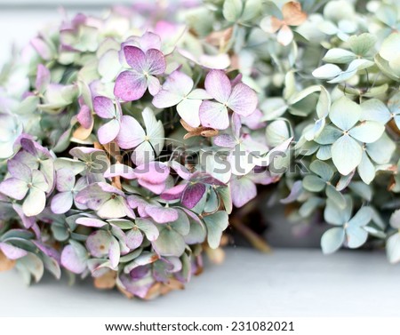 Lilac and green autumn hydrangea on a green wooden  background, pretty pastel flower shabby chic image with shallow depth of field and pale exposure