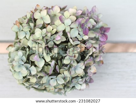 Lilac and green autumn hydrangea on a green wooden  background, pretty pastel flower shabby chic image with shallow depth of field and pale exposure