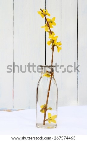 Simple floral arrangement of yellow forsythia branch in a plain glass vase, bottle on white fabric with old wooden painted panel in background , spring still life