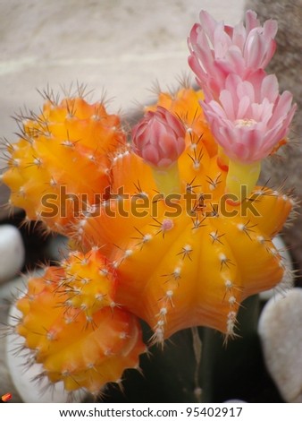 Bright orange hothouse  cactus with pink flowers with pale grey rock background