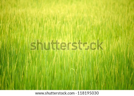 Rice field background, Rice farm texture