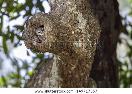 A spotted owlet perching on a tree hole