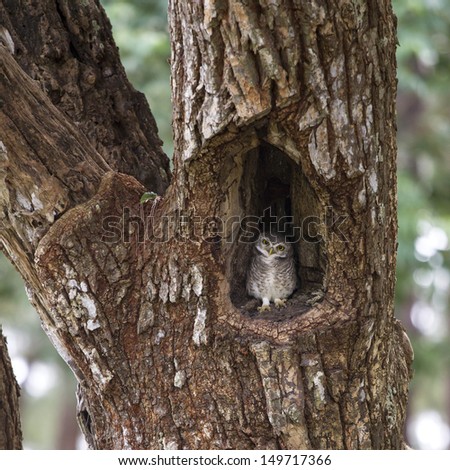 A spotted owlet perching on a tree hole