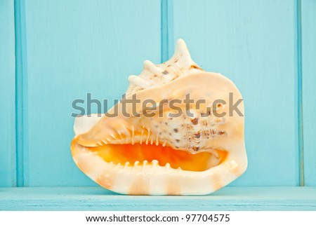 Shellfish decoration of the sea, Ocean decoration