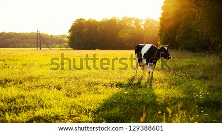 Cow On Green Grass And Evening Sky With Light