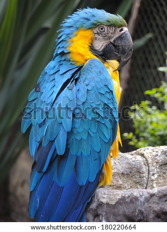 Colorful blue and yellow parrot in the zoo.