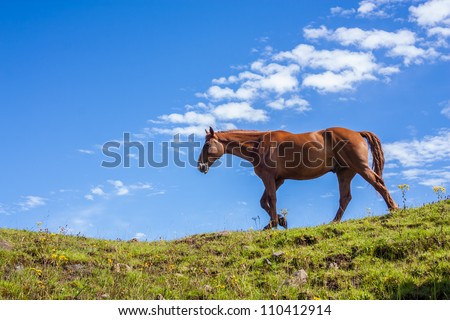 Portrait of one horse walking on a green hill against a blue sky