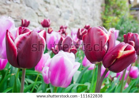 Close up of burgundy and pink tulips