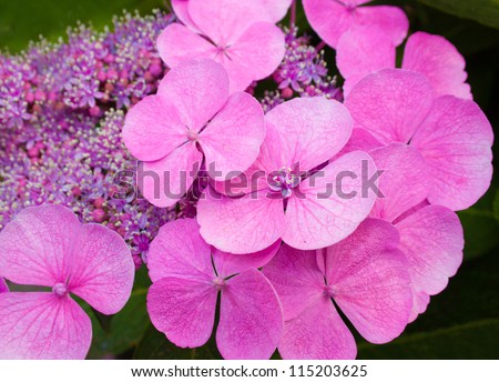 Hydrangea Macrophylla Zaunkoenig or Pink Hortensia