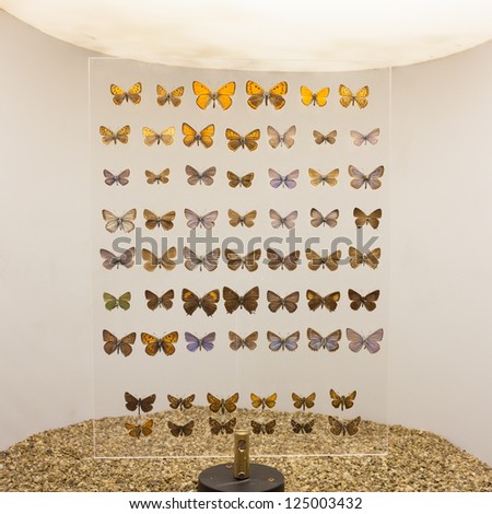 Collection of Butterflies on display in a museum