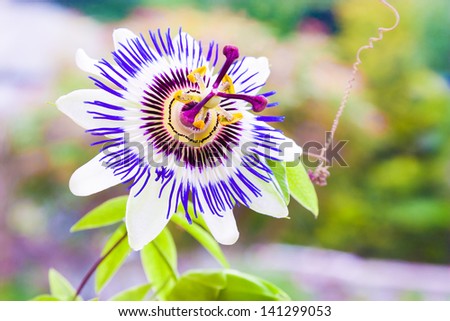Passiflora known also as the passion flowers or passion vines