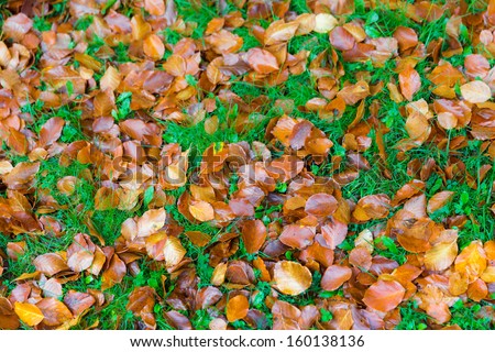 Brown fallen leaves fallen on a bed of grass in autumn