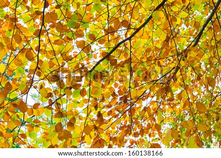 Brown and yellow leaves in Autumn before they fall to the ground