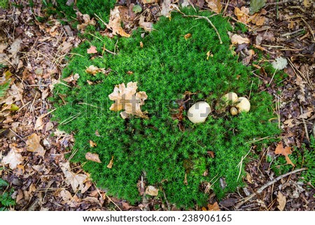 Patch of moss with an earth ball mushroom and an oak tree leaf on forest ground