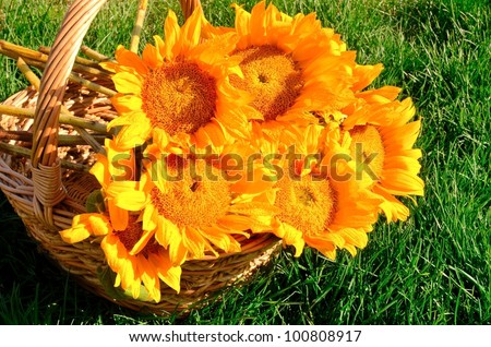 bouquet of sunflowers with water droplets  in a basket on a green grass
