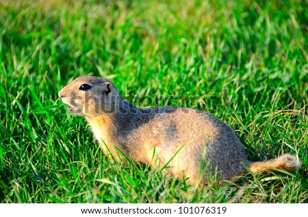 a curious and suspicious prairie dog hiding in the green grass