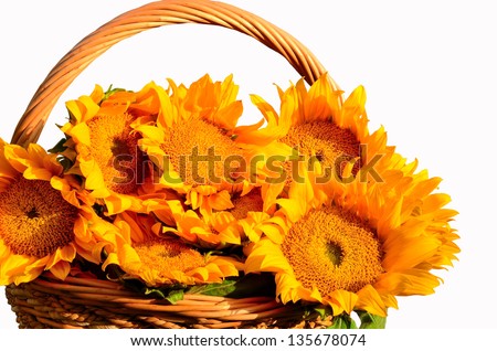 bouquet of beautiful sunflowers in a basket isolated on white background