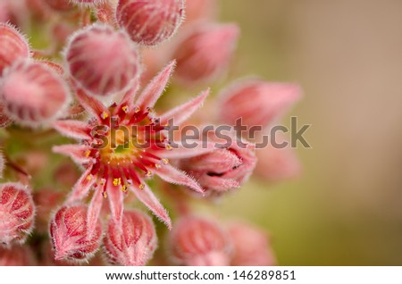 macro of blooming sempervivum cactus flowers called Hens and Chicks