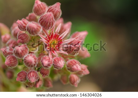 macro of blooming sempervivum cactus flowers called Hens and Chicks