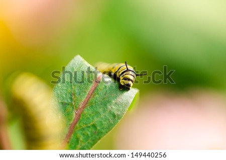 macro image of butterfly caterpillar eating plant
