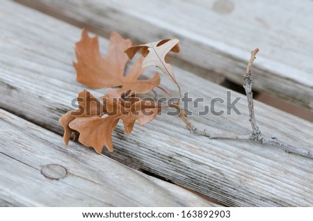 small branch of oak with dried leaves on old wooden bench, selective focus
