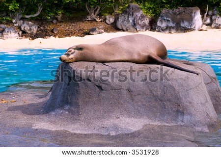 Sea Lion taking a sun bath on a rock