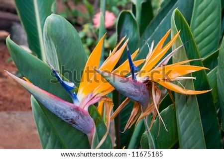 Colour Picture Singapore Bird on Flower Color View Of Nice Color Misty Find Similar Images