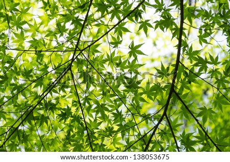 Fresh Green Japanese Maple