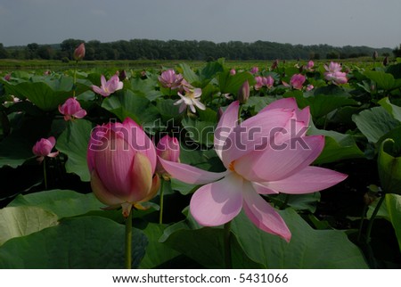 The Lotus flower      Russia  Seaside edge