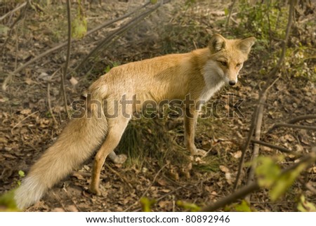 A red fox  is in the taiga of the Seashore region,  Russia