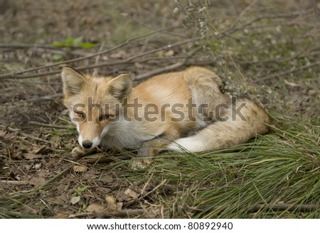 Taiga Fox