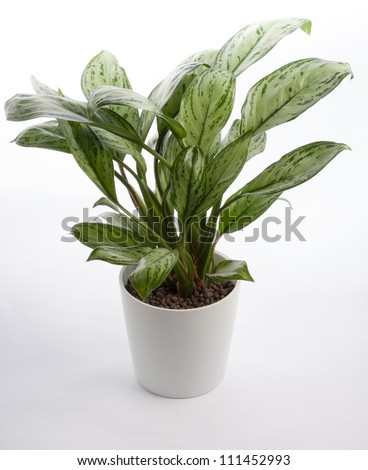 Houseplant - Chinese Evergreen A potted plant isolated on white
