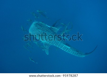 Whale Shark Thailand