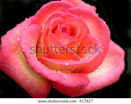 hot pink rose petals. stock photo : hot pink rose
