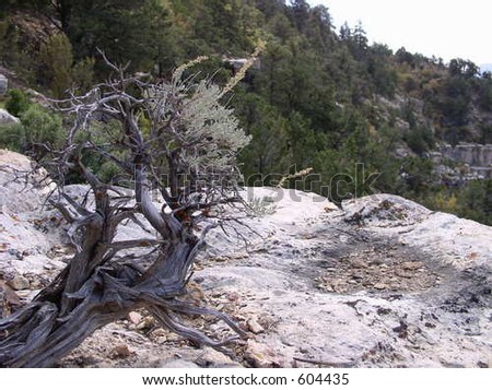 gnarly sagebrush plant growing on rock