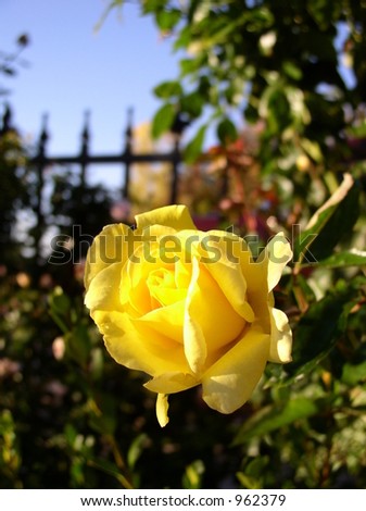 yellow rose bloom in garden, \