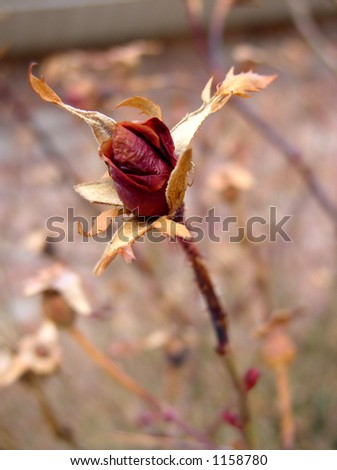 dry buds in winter on a rose bush