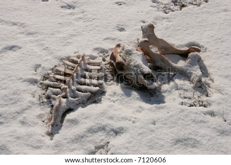 a trio of cow bones in snow from a carcass showing the skull, hip bone, and backbone in the desert southwest in winter