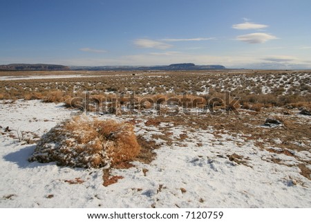 view of a sagebrush and rabbit brush plants on the range in winter in the desert southwest on the arizona strip