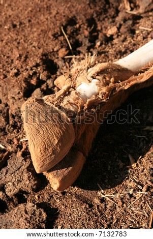 hoof
