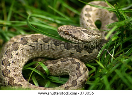 Viper Snake Stock Photo 373056 : Shutterstock