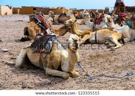 camel parking in the village of the Red Sea coast