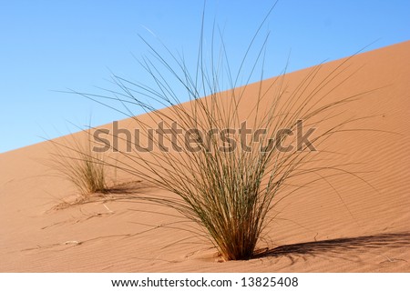 A bush isolated on a sand dune.