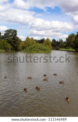 mallards swim across the lake in a English country scene