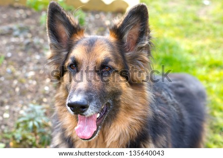 german shepherd dog looking straight ahed with tongue panting
