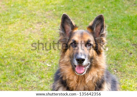 german shepherd dog looking straight ahead with tongue panting
