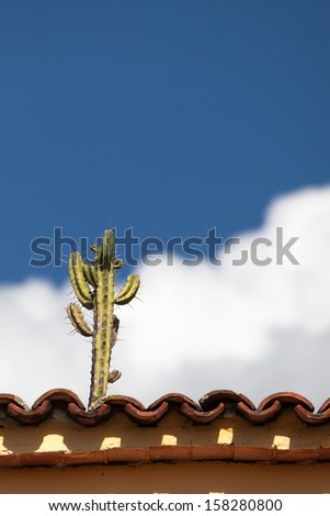 Cactus growing on a roof in Mexico.
